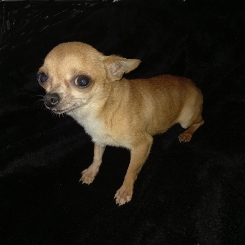 Chihuahua Mini Adulto Leer