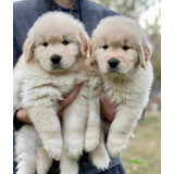 Cachorros Golden Retriever Adorables