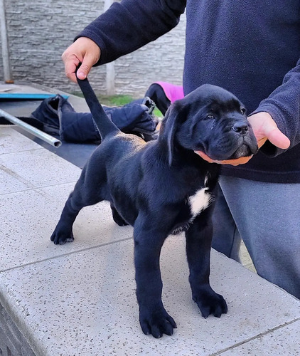 Cane Corso