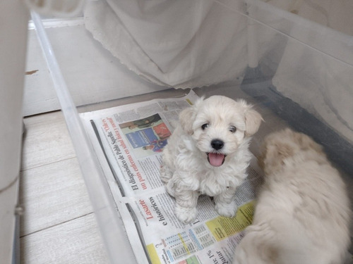 Poodle Maltes  (maltipoo)