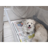 Poodle Maltes  (maltipoo)