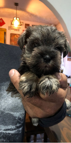 Schnauzer Miniatura Raza Alemana