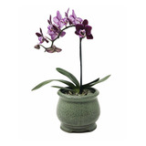 Macetero Para Orquídeas, Cerámica Con Esmalte Decorativo De 