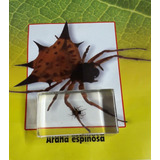  Bichos Araña Espinosa  +  Fascículo