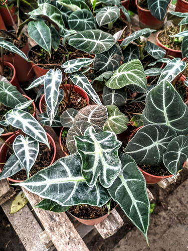 Alocasia Amazónica - Planta De Interior - Maceta 12 