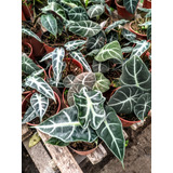 Alocasia Amazónica - Planta De Interior - Maceta 12 