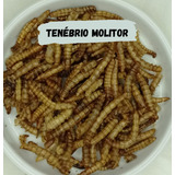 Tenébrio Molitor Para Roedores, Pássaros, Peixes 15gr