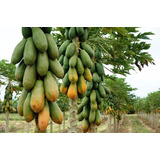 Mamão Anão Para Vasos - Fruta - Frutas Sementes Para Mudas