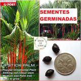 10 Sementes Germinadas Palmeira Laca Vermelha