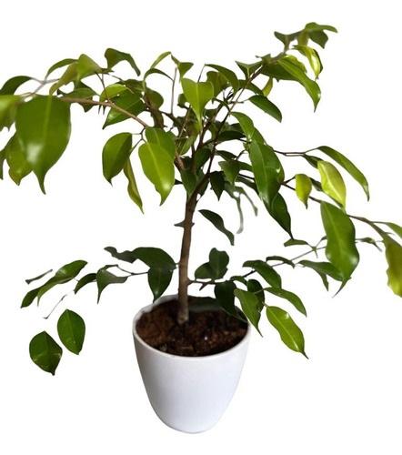 Planta De Interior Ficus Bonsai Benjamina