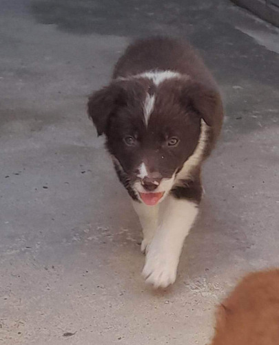 Cachorros Border Collie Chocolate 