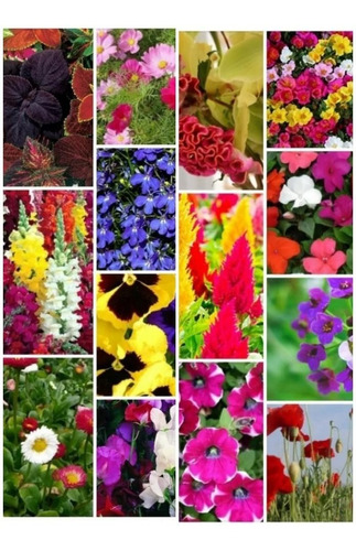 700 Semillas Flores Otoño Invierno + Primavera Verano Combo