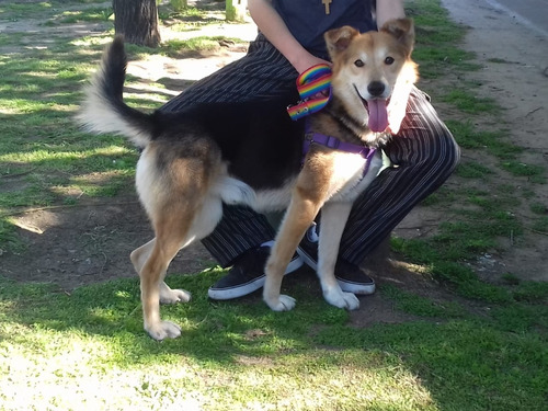 Perro Cachorro Rescatado En Adopcion. Leer Bien Todo.