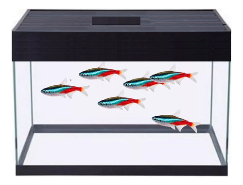 Aquário 15 Litros 30cm 30x20x25cm Vidro 4mm C/ Tampa + Vinil Preto - Ideal Para Plantado - Betta - Nano - Guppy - Neón 