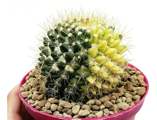 Semillas De Cactus Mammillaria Mammillaris Rara Exótica