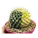 Semillas De Cactus Mammillaria Mammillaris Rara Exótica