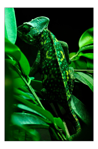 Vinilo Decorativo 50x75cm Iguana Reptil Lagartija Fauna M2