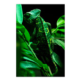 Vinilo Decorativo 50x75cm Iguana Reptil Lagartija Fauna M2