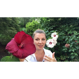 Semillas Flor Exotica Gigante Luna Roja Hibiscus Moscheutos 