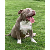 Cachorro American Bully. Todas Las Razas De Perros