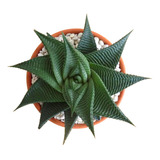 Muda De Suculenta Rara Haworthia Limifolia Twister Com Vaso!