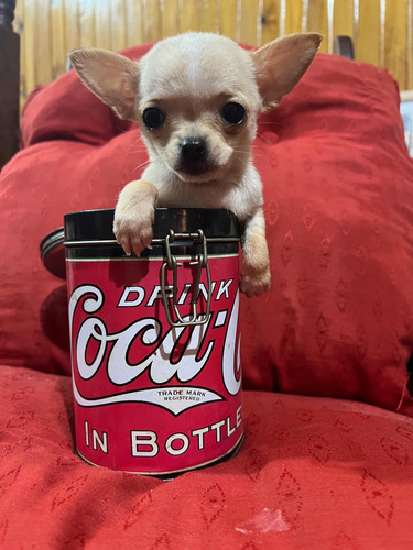 Chihuahua Mini Real Machito