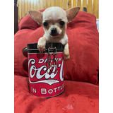 Chihuahua Mini Real Machito