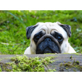 Adorable Pug Hembra Garantia Saintdaniel 12