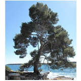 Pino De Alepo ( Arbol )  Pinus Halepensis 40 Cm Bonsai