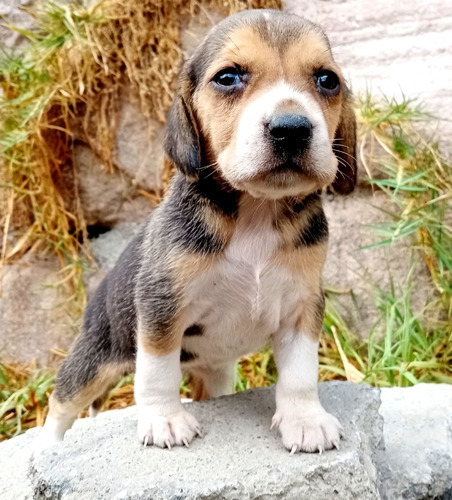 Hermosos Cachorros Beagle 