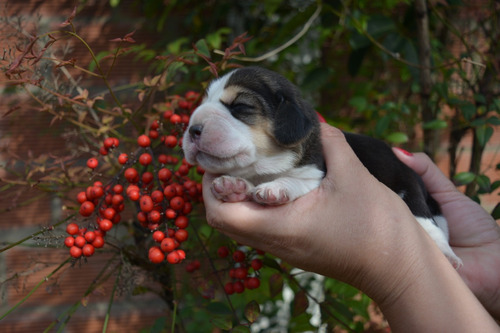 Cachorros  Beagle Tricolor Y Bicolor
