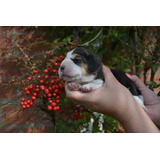 Cachorros  Beagle Tricolor Y Bicolor