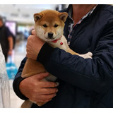 Shiba Inu