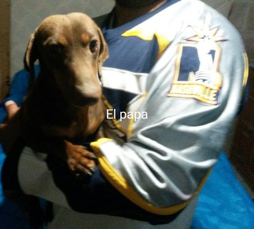 Cachorros Dachshund Exelentes Ejemplares