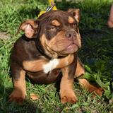 Cachorro American Bully, Macho