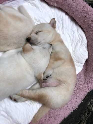 Cachorros Shiba Inu 