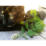 Catnip X 200 Semillas Nepeta Cataria Menta Hierba Gatera