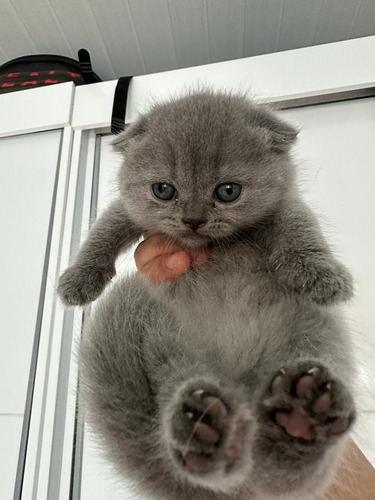 Scottish Fold Fêmea Cinza Blue Com  Pedigree 