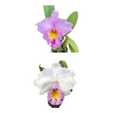 Orquídea Lilás Muda (3145)