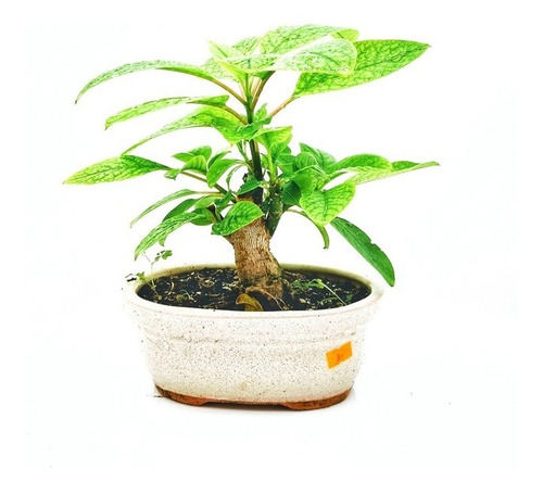 Bonsai Arbol Plantas Diferentes Especies Maceta N3 10 Años