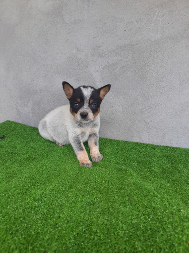 Cachorro Pastor Ganadero Australiano Animal Pets Colombia 