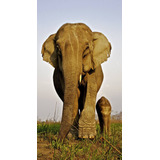 Vinilo Decorativo 60x90cm Elefante Elephant Wild M12