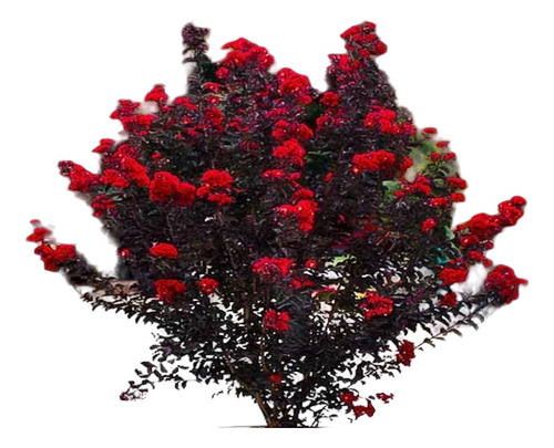 Arbolito Jupiter Lagerstroemia Diamonds In The Dark Red 