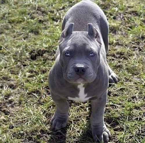 Cachorros Pit Bull De Raza Pura