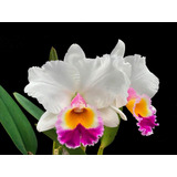 Orquídea Cattleya Jaguariúna - Muda Adulta Linda