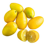 Limequat Limonero Enano Frutal Exótico