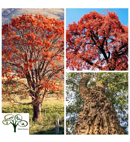 30 Sementes Mulungu Vermelho, Corticeira,suinã - Linda Árvore Nativa