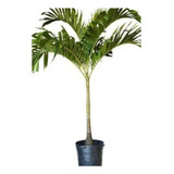 Palmeira Imperial-mudas De 1,20 Cm