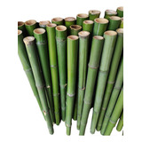10 Varas De Bambú Natural Verde 150 Cm Largo / 5 Cm Grosor