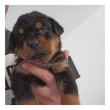 Rottweiler Cachorros Seleccionados De Exelente Calidad 